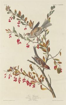 Tree Sparrow, 1834. Creator: Robert Havell