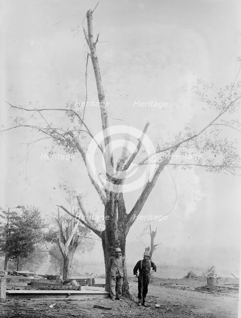 Tree stripped by Geneva, N.Y. cyclone, between c1910 and c1915. Creator: Bain News Service.