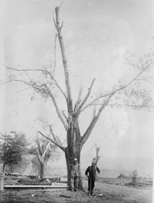 Tree stripped by Geneva, N.Y. cyclone, between c1910 and c1915. Creator: Bain News Service
