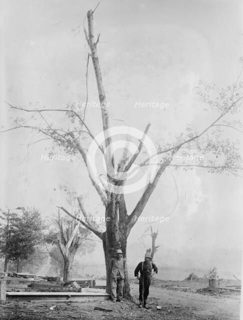 Tree stripped by Geneva, N.Y. cyclone, between c1910 and c1915. Creator: Bain News Service.