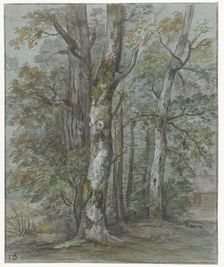 Tree studies, 1780-1855. Creator: Jan Dasveldt