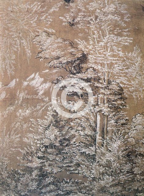 'Tree Study', 1519 Artist: Wolf Huber