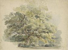 Tree study, 1819-1887. Creator: George Andries Roth