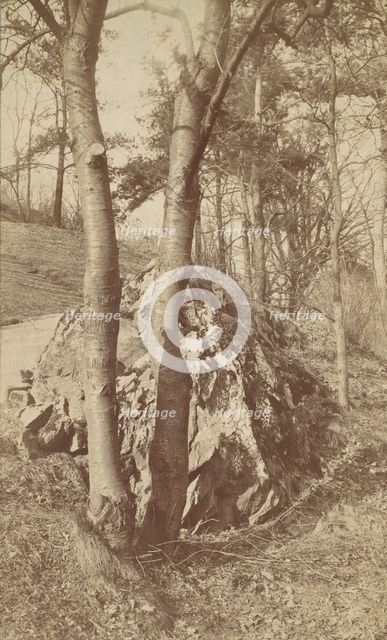 Tree Study, 1880s-90s. Creator: Unknown.