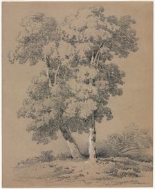 Tree Study, 19th century. Creator: Jules Coignet (French, 1798-1860)