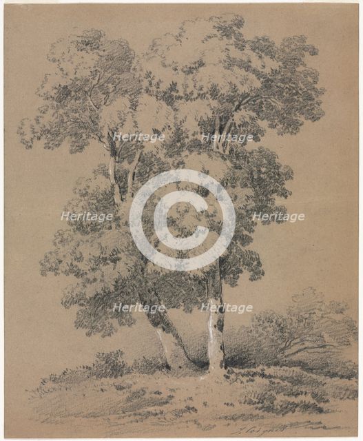 Tree Study, 19th century. Creator: Jules Coignet (French, 1798-1860).