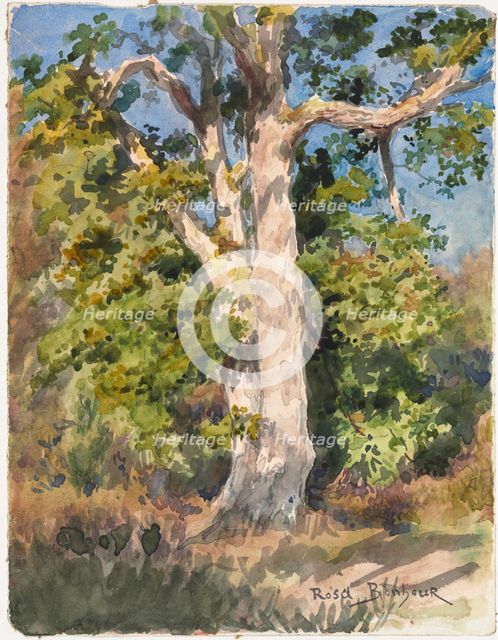 Tree Study. Creator: Rosa Bonheur (French, 1822-1899).
