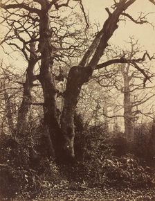 Tree Study, Fontainebleau, 1860. Creator: Eugène Cuvelier