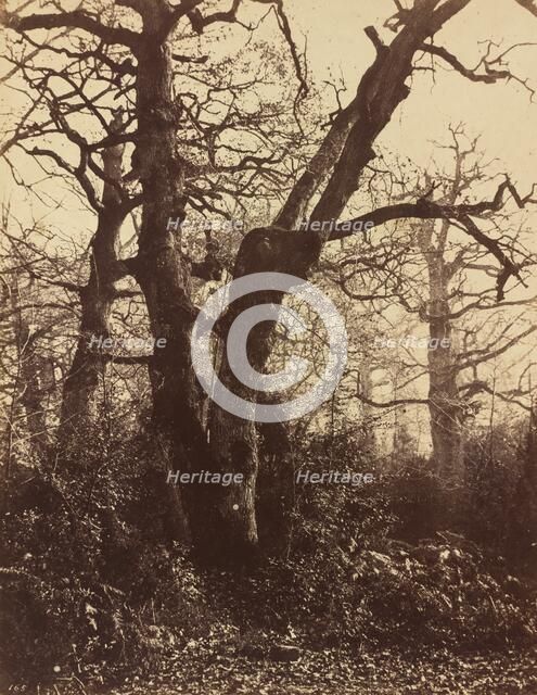 Tree Study, Fontainebleau, 1860. Creator: Eugène Cuvelier.