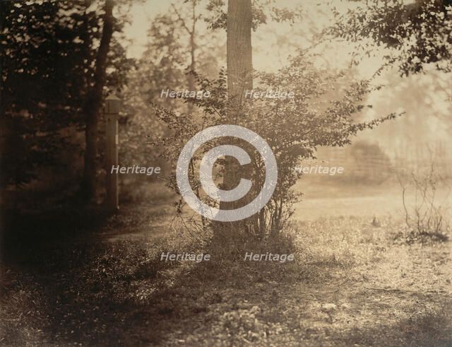Tree Study, Forest of Fontainebleau, ca. 1856. Creator: Gustave Le Gray.
