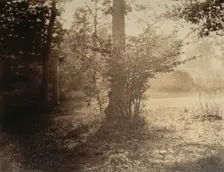 Tree Study, Forest of Fontainebleau, ca. 1856. Creator: Gustave Le Gray
