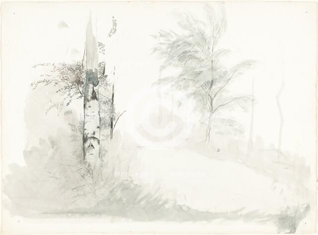 Tree Study, mid-1850s. Creator: John Ruskin.