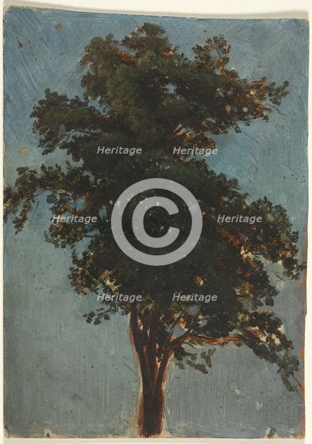 Tree Study, second third 1800s. Creator: Alexandre Calame (Swiss, 1810-1864), attributed to.