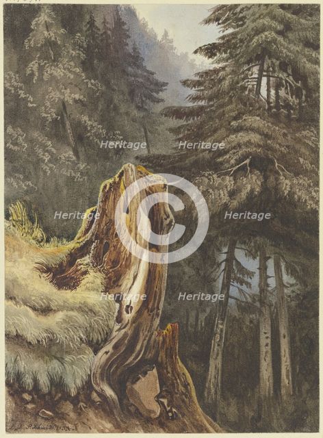Tree stump on a slope covered with fir trees, 1833. Creator: Ludwig Daniel Philipp Schmidt.