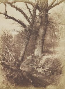 Trees, 1854-57. Creator: Thomas Keith