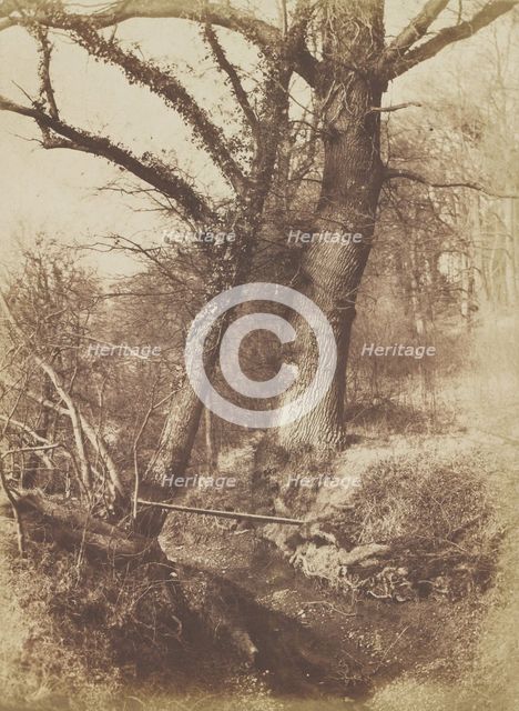 Trees, 1854-57. Creator: Thomas Keith.