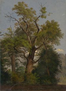 Trees, 1860-1890. Creator: Friedrich Carl von Scheidlin