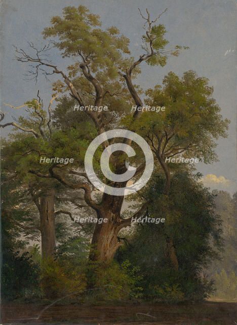 Trees, 1860-1890. Creator: Friedrich Carl von Scheidlin.