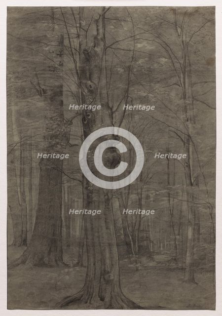 Trees. Creator: Leopold Bode (German, 1831-1906).