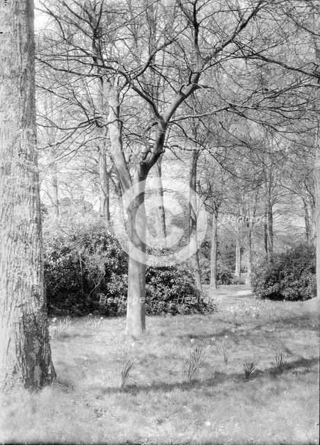 Trees and daffodils, c1935. Creator: Kirk & Sons of Cowes.