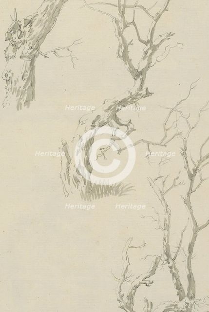 Trees and tree trunk, c.1780-c.1800. Creator: Bernhard Heinrich Thier.