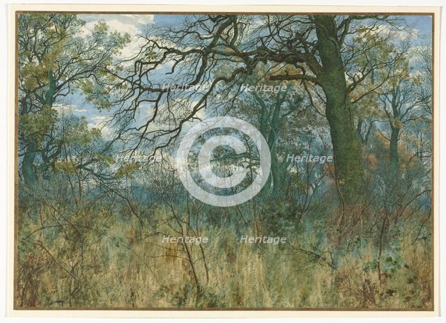 Trees and Undergrowth, 1885. Creator: Garden William Fraser (British, 1856-1921).