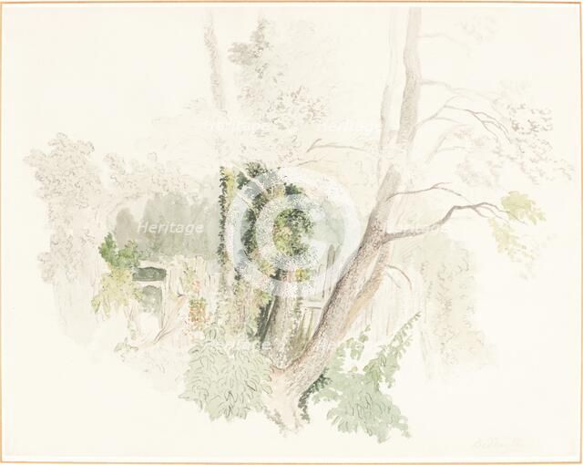 Trees at Beddington, possibly c. 1805. Creator: Robert Hills.