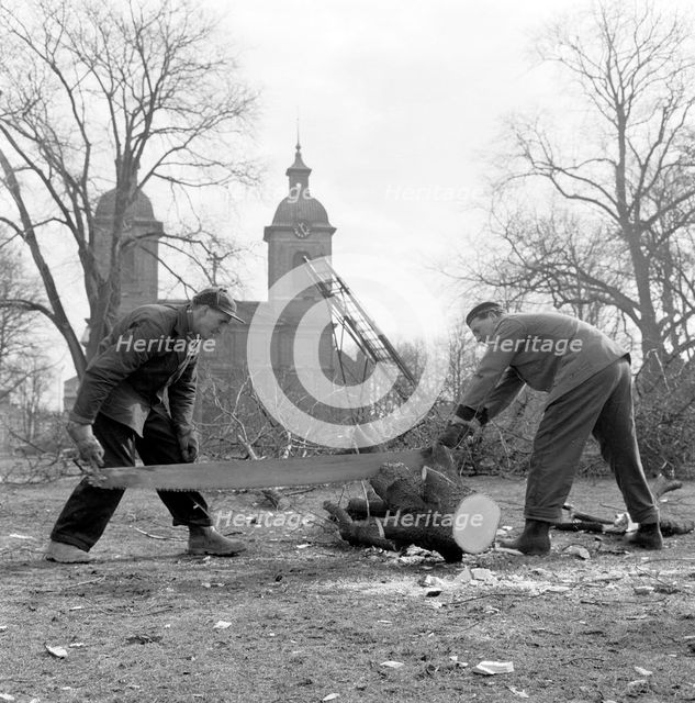 Trees being felled in front of the Sofia Albertina Church, Landskrona, Sweden, 1960. Creator: Unknown.
