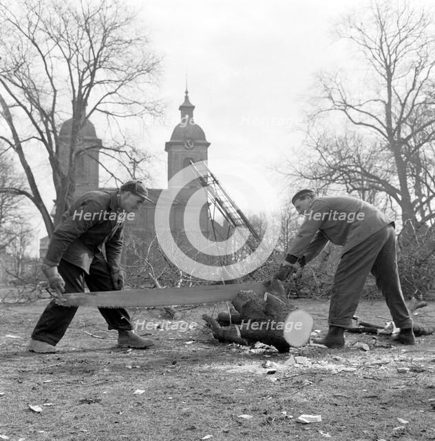 Trees being felled in front of the Sofia Albertina Church, Landskrona, Sweden, 1960. Artist: Unknown
