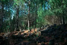 Trees growing on a lava flow on the slope of Vesuvius