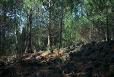Trees growing on a lava flow on the slope of Vesuvius