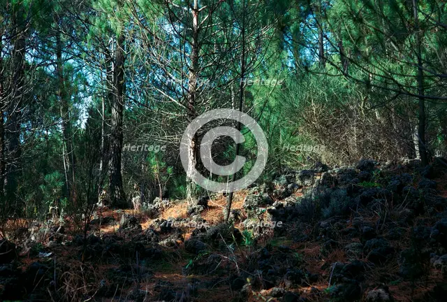 Trees growing on a lava flow on the slope of Vesuvius. Artist: Unknown