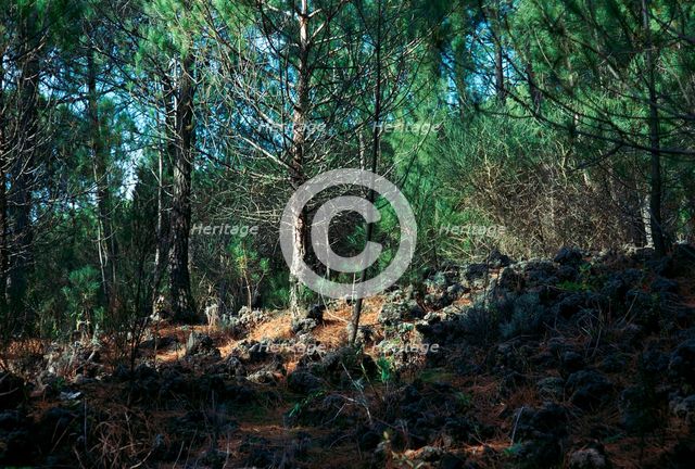Trees growing on a lava flow on the slope of Vesuvius. Artist: Unknown