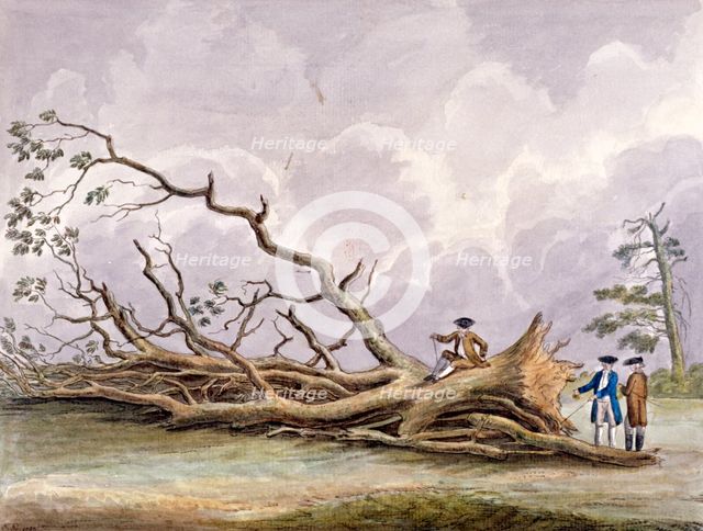 Trees damaged by a storm of 15th October, Roehampton, London, 1780. Artist: Edwin Edwards