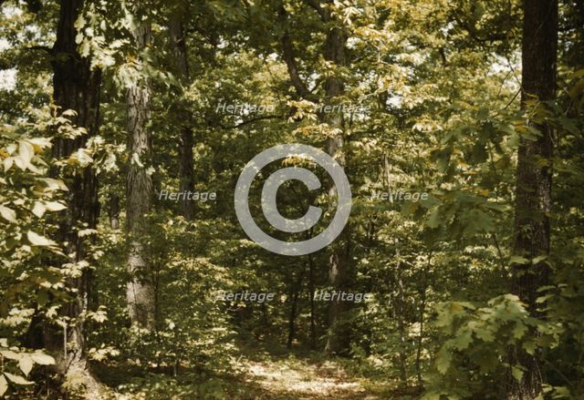 Trees in a reforestation project, Md.?, between 1941 and 1942. Creator: Unknown.