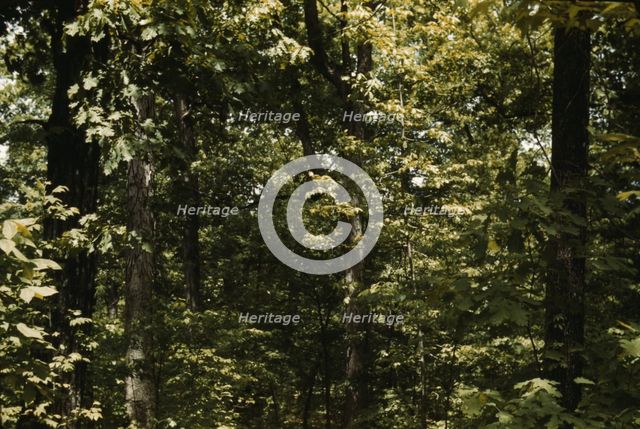 Trees in a reforestation project, Md.?, between 1941 and 1942. Creator: Unknown.