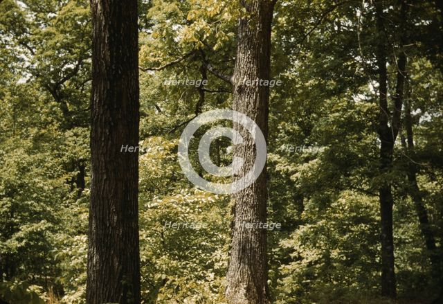 Trees in a reforestation project, Md.?, between 1941 and 1942. Creator: Unknown.