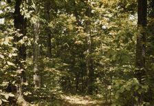 Trees in a reforestation project, Md.?, between 1941 and 1942. Creator: Unknown