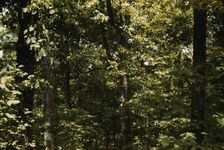 Trees in a reforestation project, Md.?, between 1941 and 1942. Creator: Unknown
