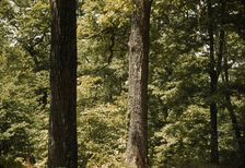 Trees in a reforestation project, Md.?, between 1941 and 1942. Creator: Unknown