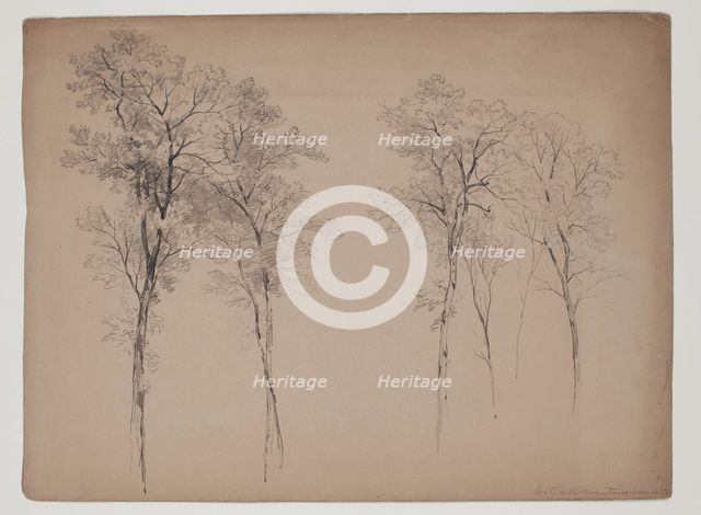 Trees in the Catskill Mountains, June 14, 1856, 1856. Creator: John William Casilear.