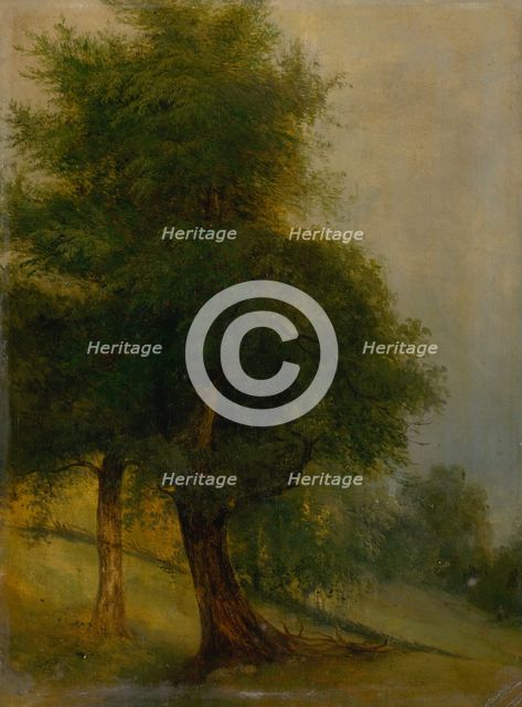 Trees on a slope, 1870-1880. Creator: Jozef Bozetech Klemens.