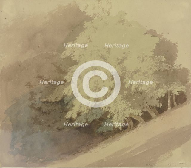 Trees on a slope near Braunfels, 1855. Creator: Carl Theodor Reiffenstein.