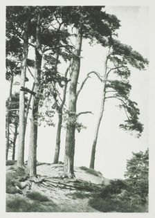[Trees on hilltop]. From the album: Photograph album - England, 1920s. Creator: Harry Moult