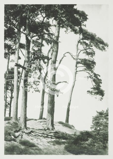 [Trees on hilltop]. From the album: Photograph album - England,  1920s. Creator: Harry Moult.