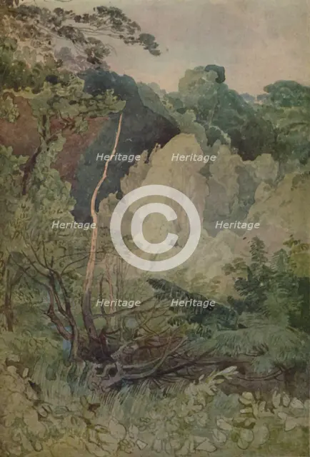 'Trees Near The Greta River', 1923. Artist: John Sell Cotman.