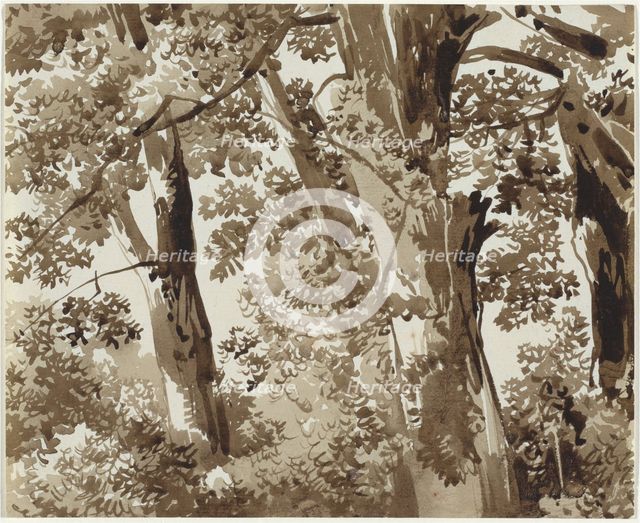 Trees with Dense Undergrowth, 1800/1820. Creator: Franz Kobell.