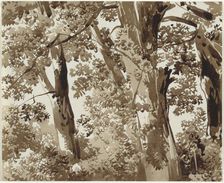 Trees with Dense Undergrowth, 1800/1820. Creator: Franz Kobell
