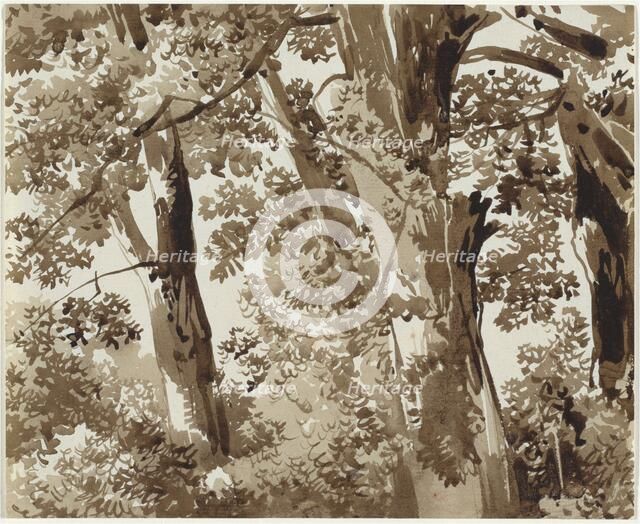 Trees with Dense Undergrowth, 1800/1820. Creator: Franz Kobell.