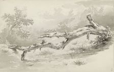 Treetrunk, c.1780-c.1800. Creator: Bernhard Heinrich Thier
